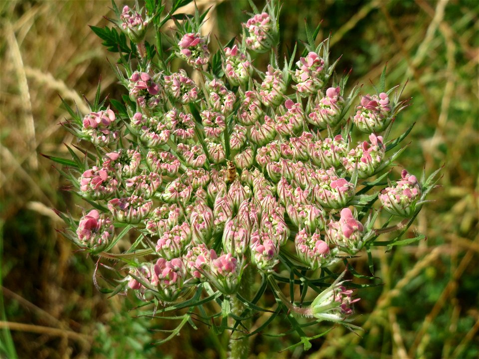 Wilde Möhre (Daucus carota) am Osthafen in Saarbrücken