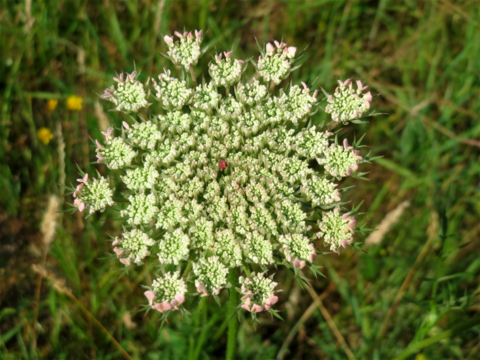 Wilde Möhre (Daucus carota) am Osthafen in Saarbrücken