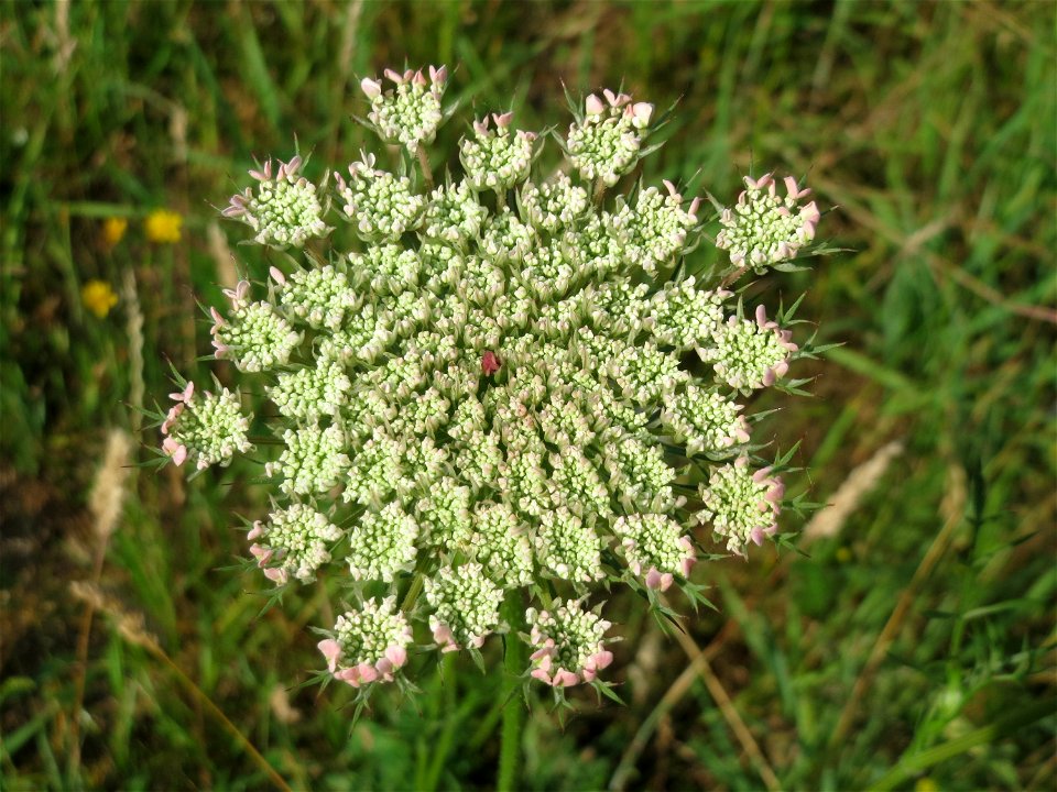 Wilde Möhre (Daucus carota) am Osthafen in Saarbrücken photo