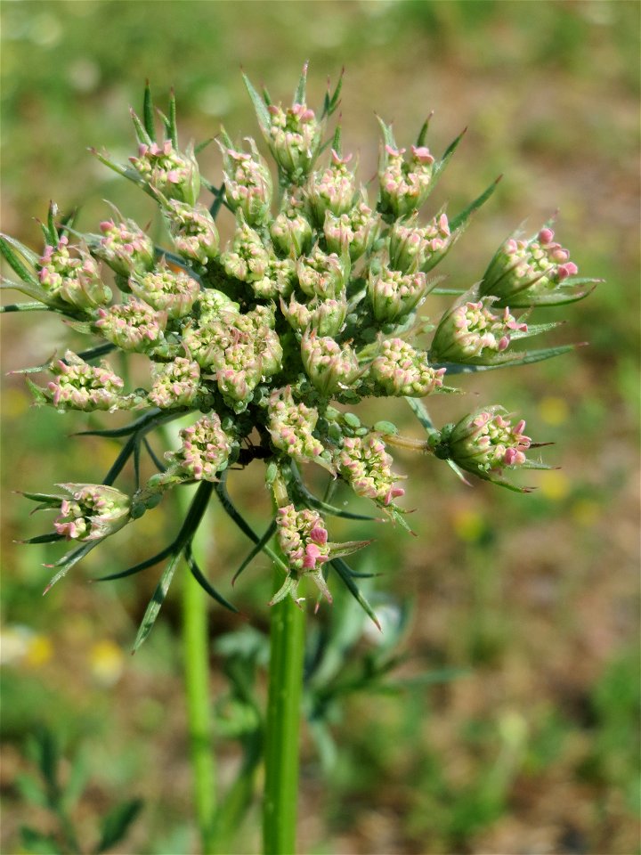 Wilde Möhre (Daucus carota) am Osthafen in Saarbrücken