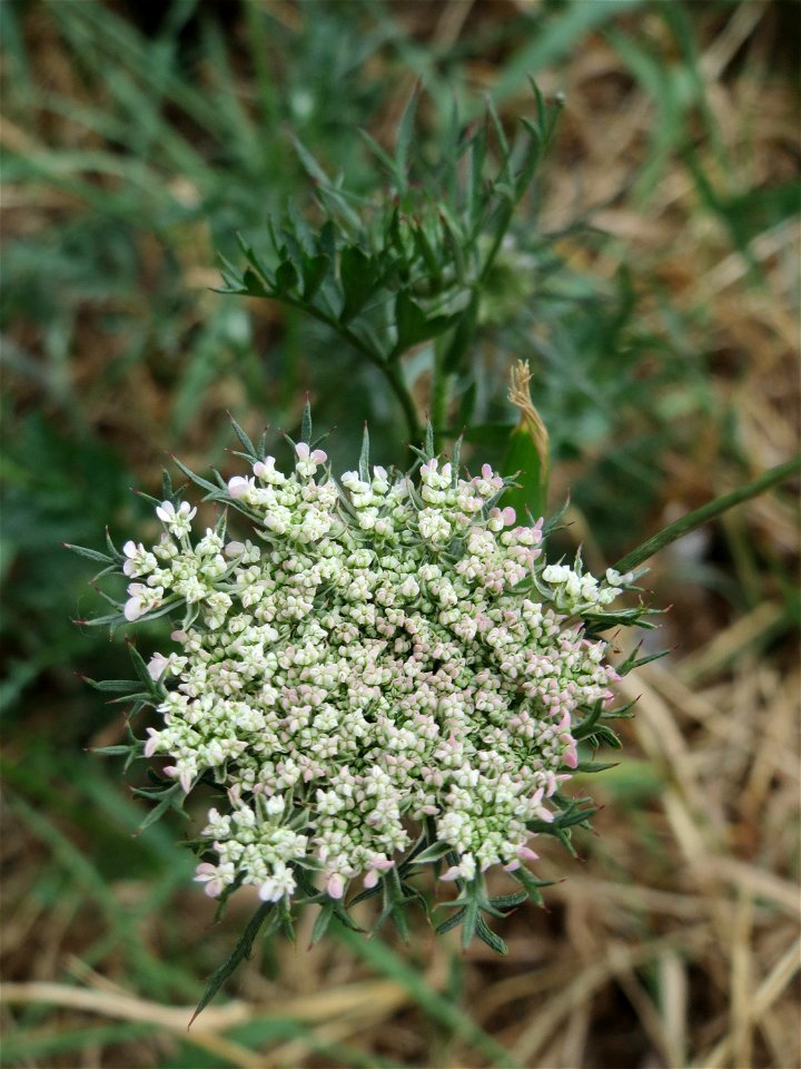Wilde Möhre (Daucus carota) am Bahnhof Landstuhl