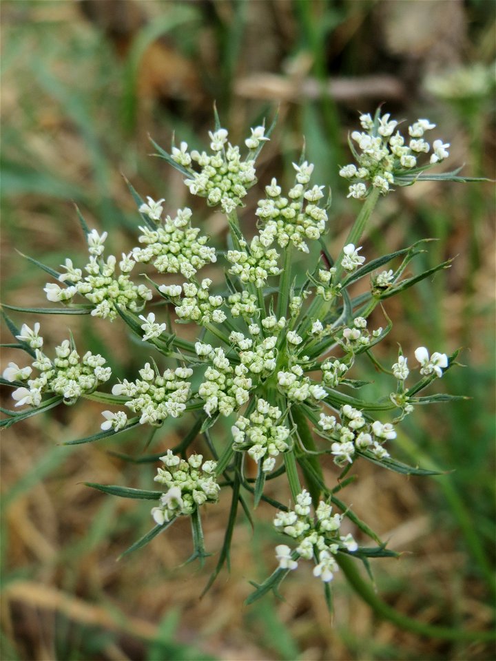 Wilde Möhre (Daucus carota) am Bahnhof Landstuhl