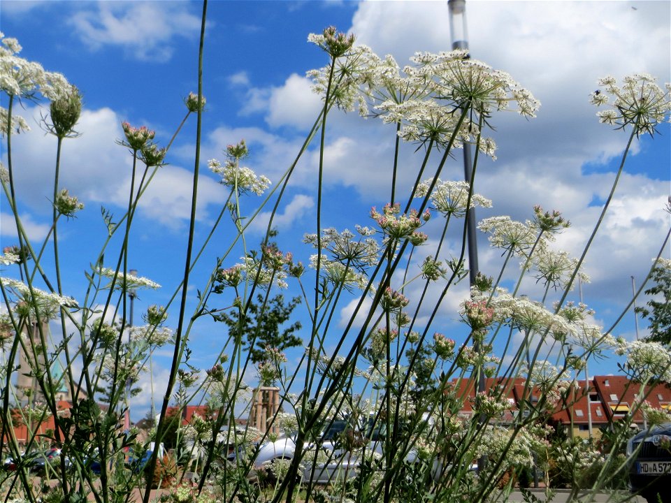 Wilde Möhre (Daucus carota) auf einer Brachfläche am Messplatz in Hockenheim