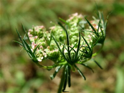 Wilde Möhre (Daucus carota) auf einer Brachfläche am Messplatz in Hockenheim