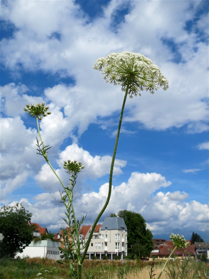 Wilde Möhre (Daucus carota) auf einer Brachfläche am Messplatz in Hockenheim