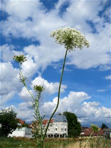 Wilde Möhre (Daucus carota) auf einer Brachfläche am Messplatz in Hockenheim