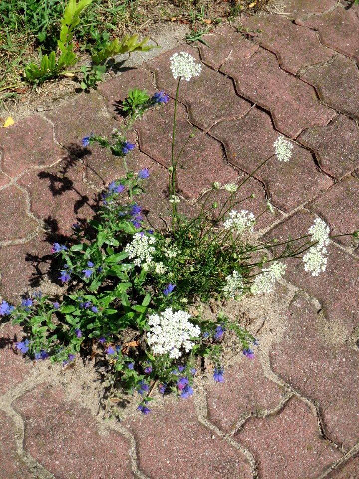 Ritzenbotanik: Wilde Möhre (Daucus carota) und Natternkopf in Hockenheim