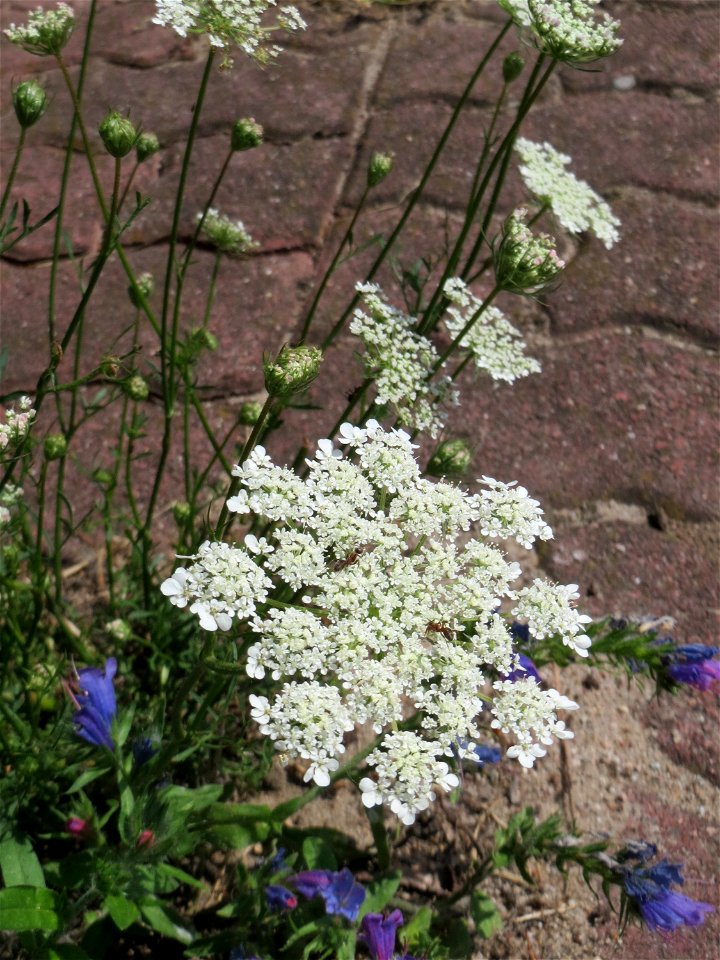 Ritzenbotanik: Wilde Möhre (Daucus carota) in Hockenheim