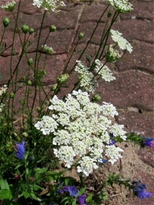 Ritzenbotanik: Wilde Möhre (Daucus carota) in Hockenheim