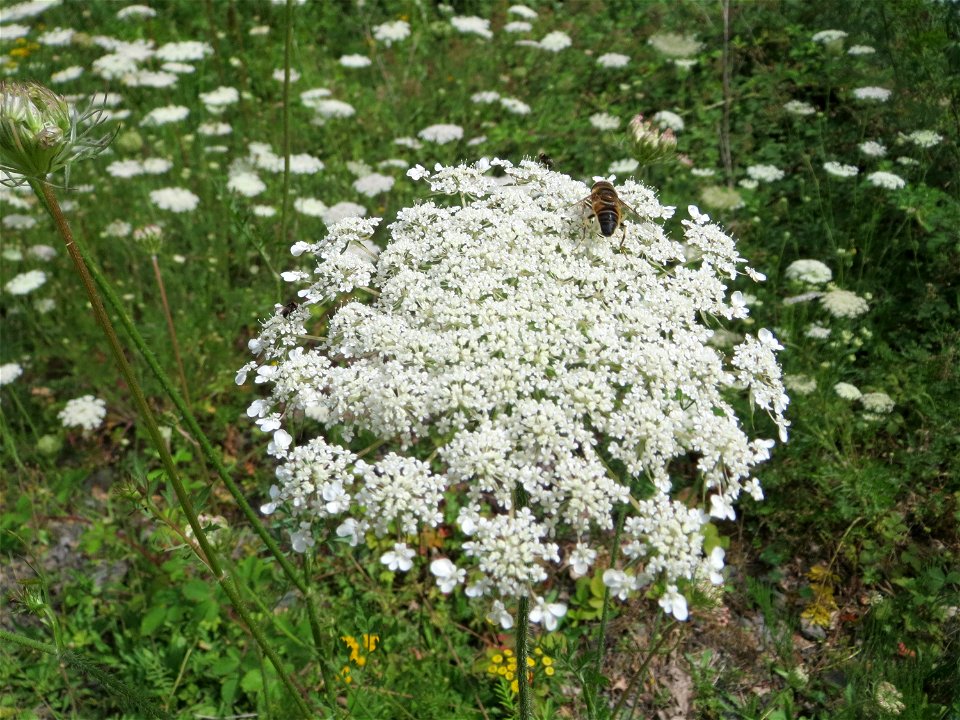 Wilde Möhre (Daucus carota) in Kirschheck/Heinrichshaus