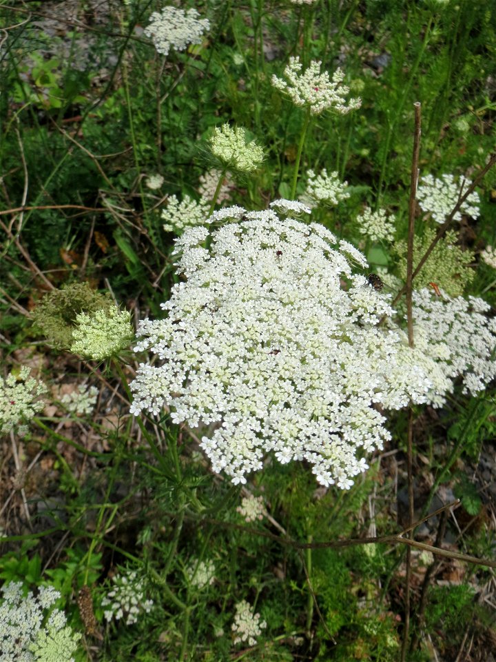 Wilde Möhre (Daucus carota) in Kirschheck/Heinrichshaus
