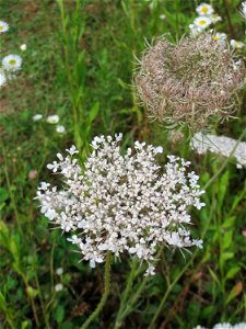 Wilde Möhre (Daucus carota) im Naturschutzgebiet „Steinbachtal / Netzbachtal“ photo