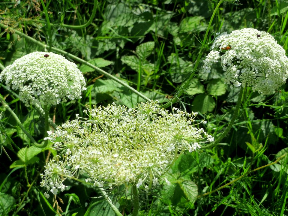 Wilde Möhre (Daucus carota) im Naturschutzgebiet „St. Arnualer Wiesen“