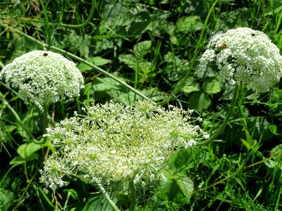 Wilde Möhre (Daucus carota) im Naturschutzgebiet „St. Arnualer Wiesen“ photo