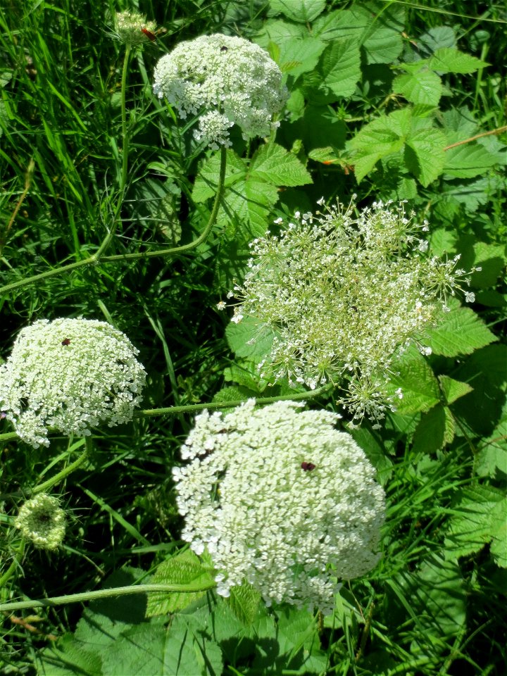 Wilde Möhre (Daucus carota) im Naturschutzgebiet „St. Arnualer Wiesen“