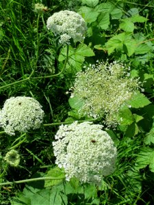 Wilde Möhre (Daucus carota) im Naturschutzgebiet „St. Arnualer Wiesen“ photo