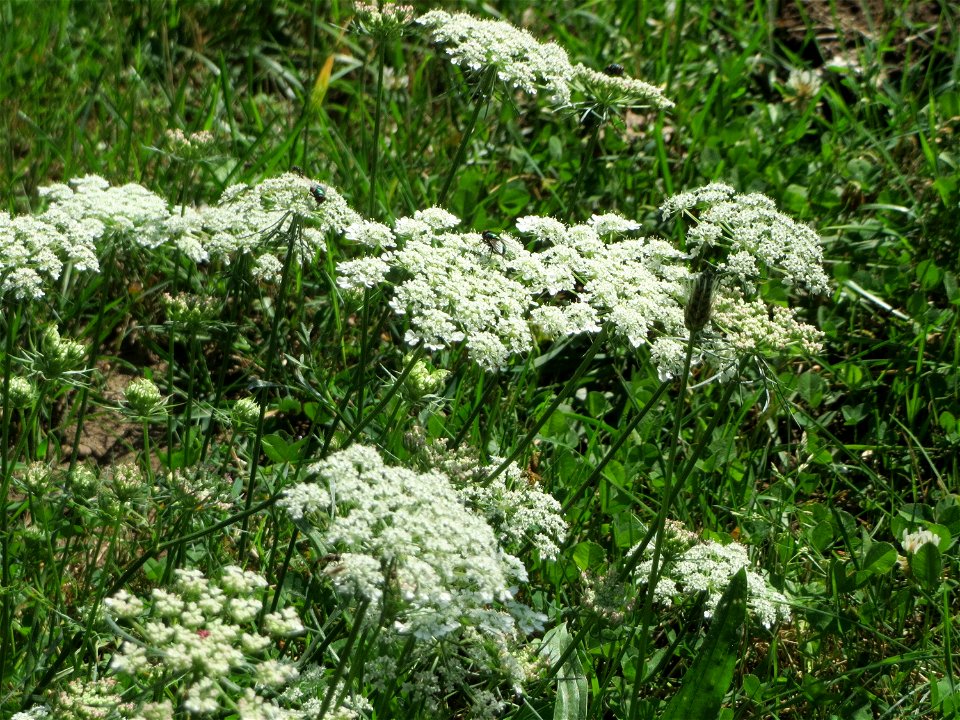 Wilde Möhre (Daucus carota) in Sankt Arnual