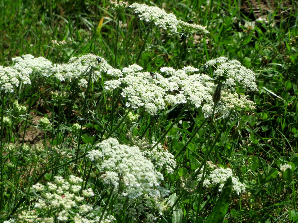 Wilde Möhre (Daucus carota) in Sankt Arnual photo