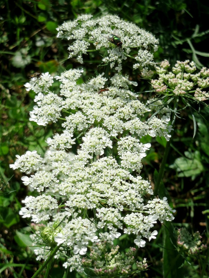 Wilde Möhre (Daucus carota) in Sankt Arnual