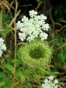 Wilde Möhre (Daucus carota) am Bahnhof Bruchmühlbach-Miesau
