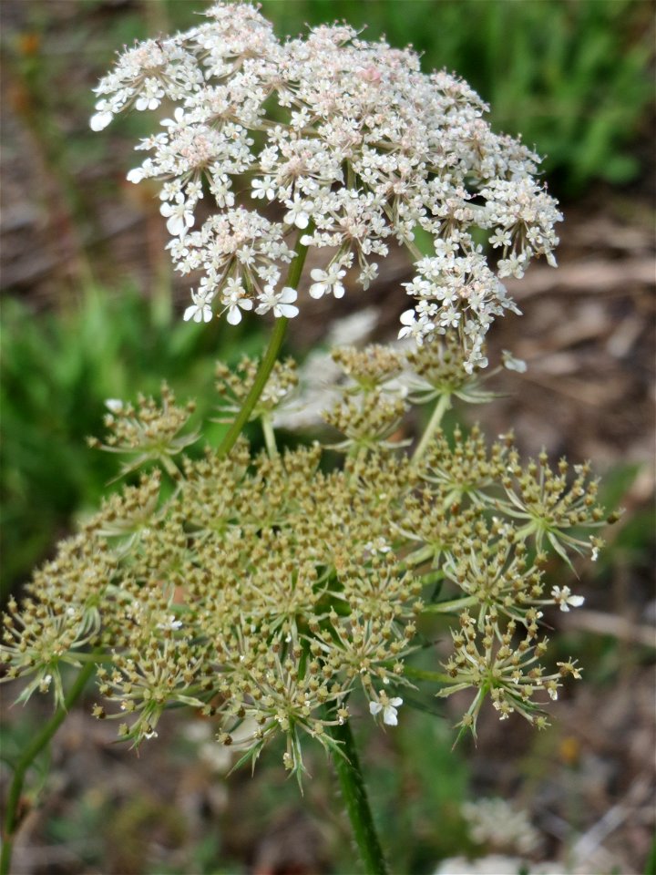 Wilde Möhre (Daucus carota) am Bahnhof Bruchmühlbach-Miesau