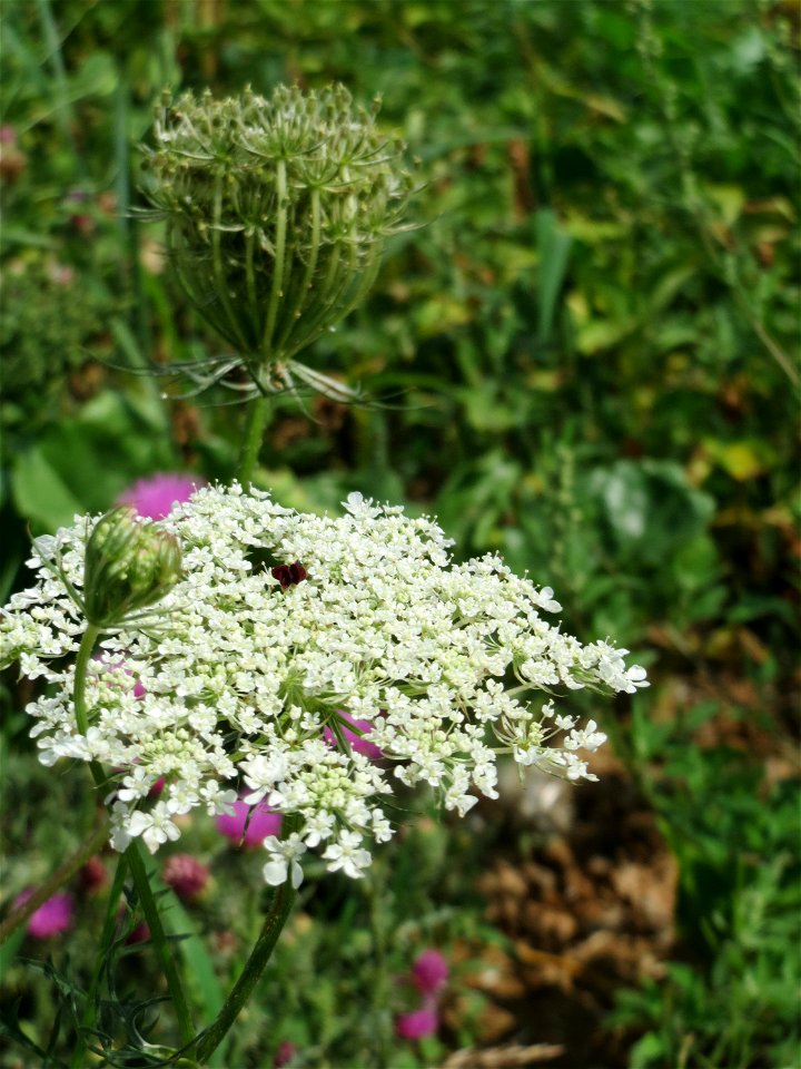 Wilde Möhre (Daucus carota) bei Wiesbaden-Erbenheim