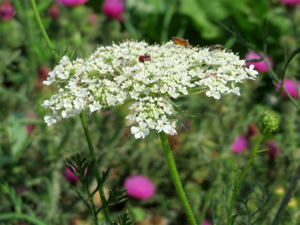 Wilde Möhre (Daucus carota) bei Wiesbaden-Erbenheim