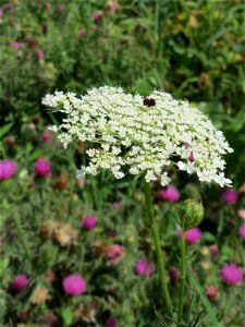 Wilde Möhre (Daucus carota) bei Wiesbaden-Erbenheim