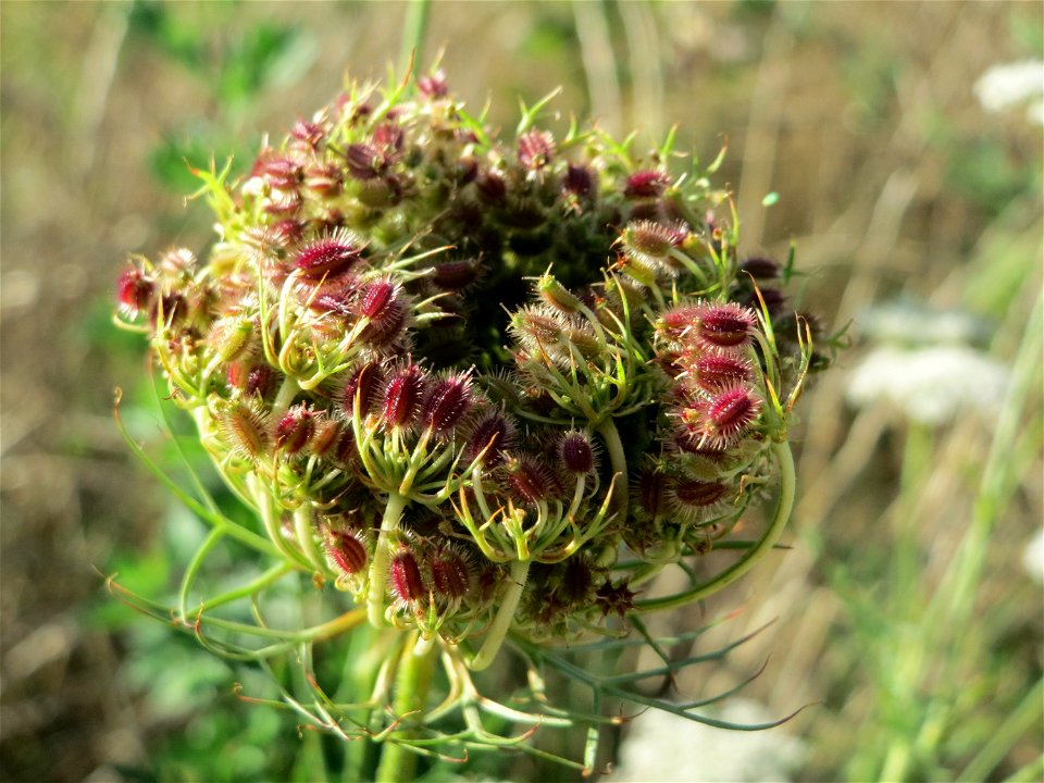 Wilde Möhre (Daucus carota) auf einer Brachfläche am Messplatz in Hockenheim