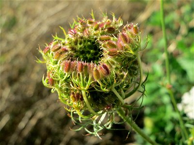 Wilde Möhre (Daucus carota) auf einer Brachfläche am Messplatz in Hockenheim