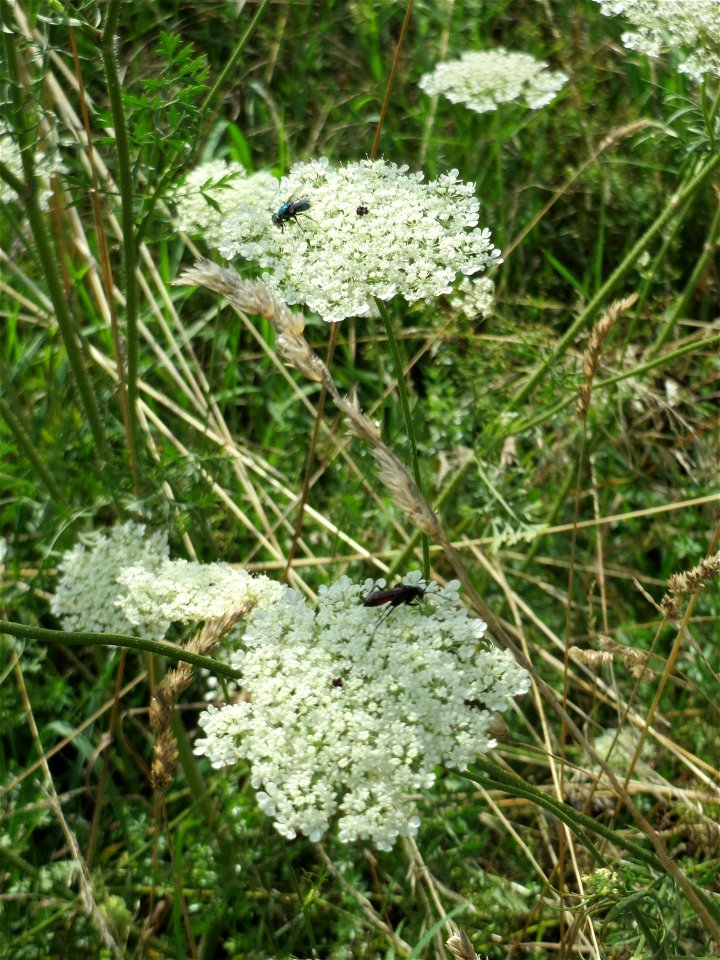 Wilde Möhre (Daucus carota) bei Reilingen