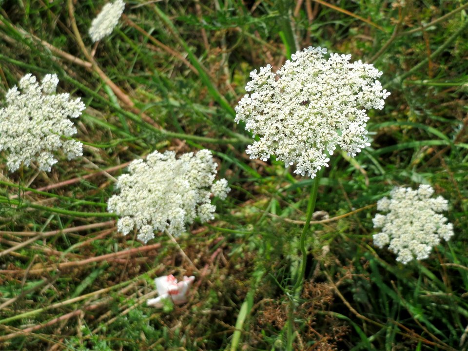 Wilde Möhre (Daucus carota) bei Reilingen