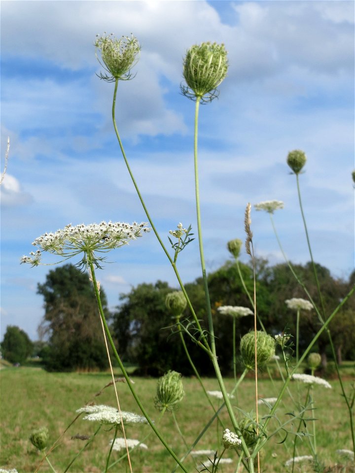 Wilde Möhre (Daucus carota) bei Reilingen