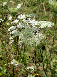 Wilde Möhre (Daucus carota) an der Saar zwischen Güdingen und Grosbliederstroff photo