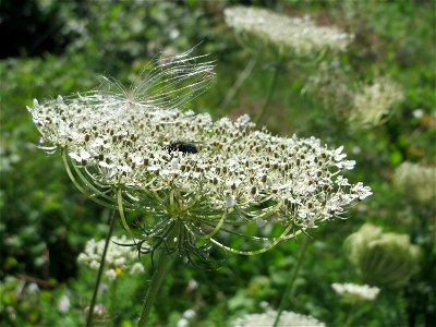 Wilde Möhre (Daucus carota) in den Sankt Arnual Wiesen gegenüber vom Osthafen Saarbrücken (Außerhalb vom NSG)