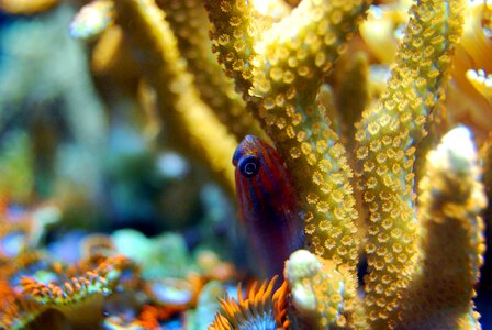Nature wildlife ocean