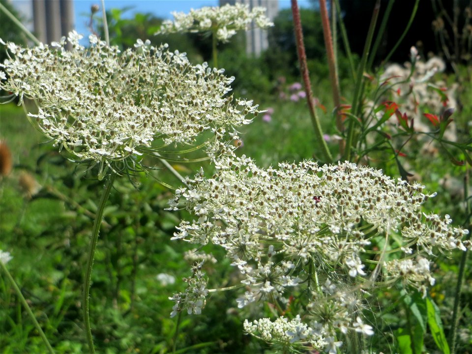 Wilde Möhre (Daucus carota) in den Sankt Arnual Wiesen gegenüber vom Osthafen Saarbrücken (Außerhalb vom NSG)