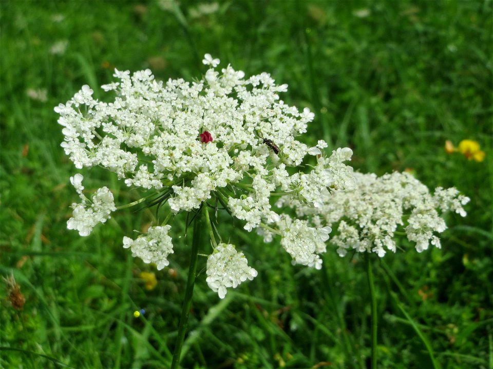 Wilde Möhre (Daucus carota) im Bürgerpark Saarbrücken