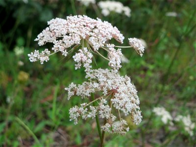 Wilde Möhre (Daucus carota) am Bahnhof Bruchmühlbach-Miesau