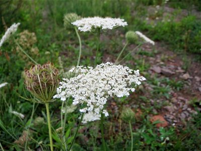 Wilde Möhre (Daucus carota) am Bahnhof Landstuhl