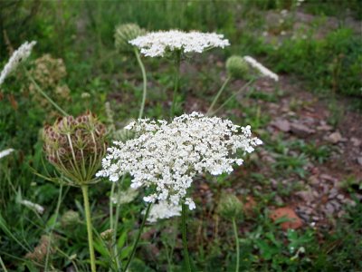 Wilde Möhre (Daucus carota) am Bahnhof Landstuhl photo