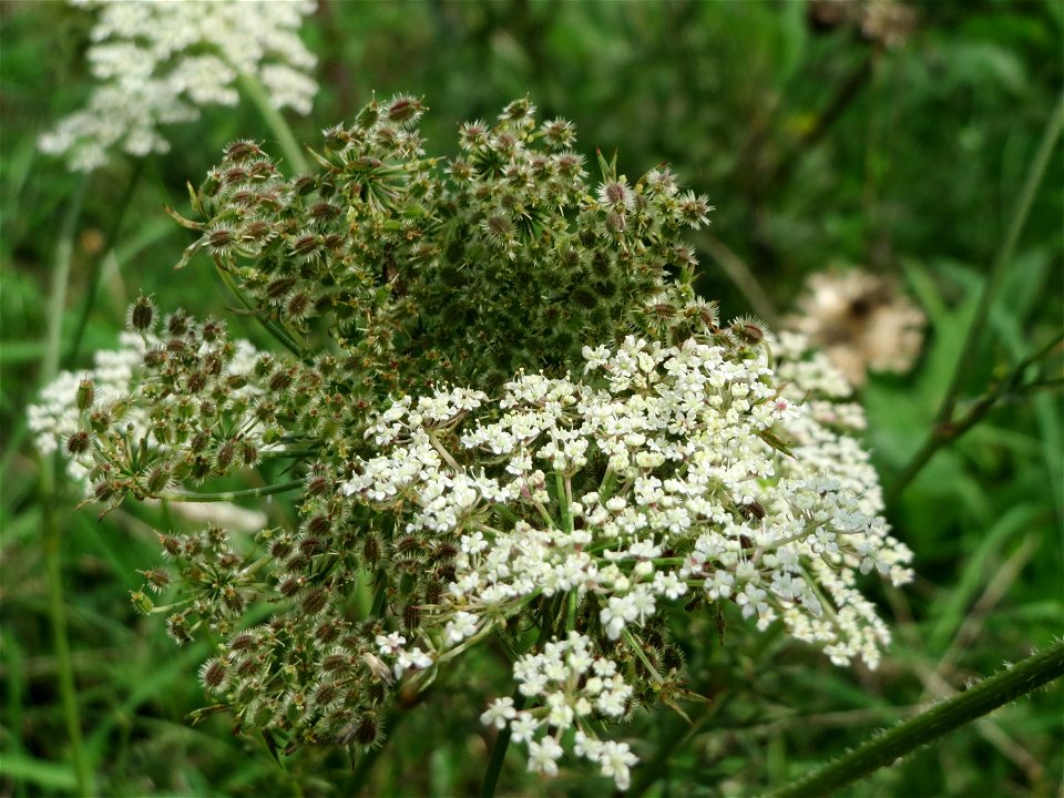 Wilde Möhre (Daucus carota) auf einem besonderen Biotop bei Nußloch (bez. bei LUBW "Magerrasen und Gehölze sö. Nußloch - Links am Baiertalerweg", kein Naturschutzgebiet)