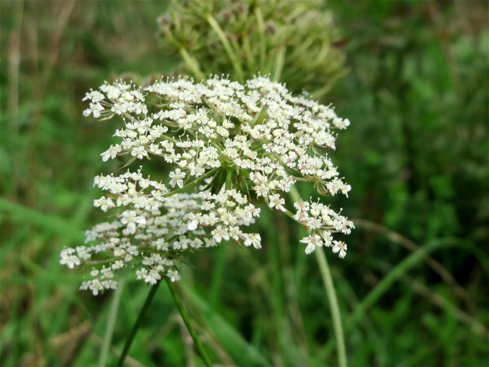 Wilde Möhre (Daucus carota) auf einem besonderen Biotop bei Nußloch (bez. bei LUBW "Magerrasen und Gehölze sö. Nußloch - Links am Baiertalerweg", kein Naturschutzgebiet)