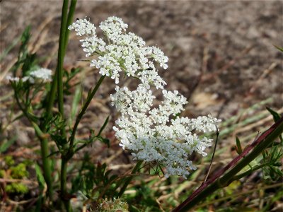 Wilde Möhre (Daucus carota) am Bahnhof Schwetzingen