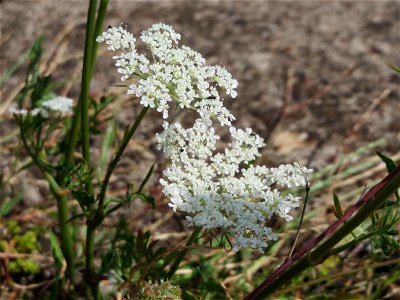 Wilde Möhre (Daucus carota) am Bahnhof Schwetzingen photo