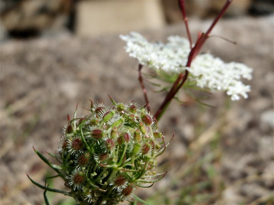 Wilde Möhre (Daucus carota) am Bahnhof Schwetzingen
