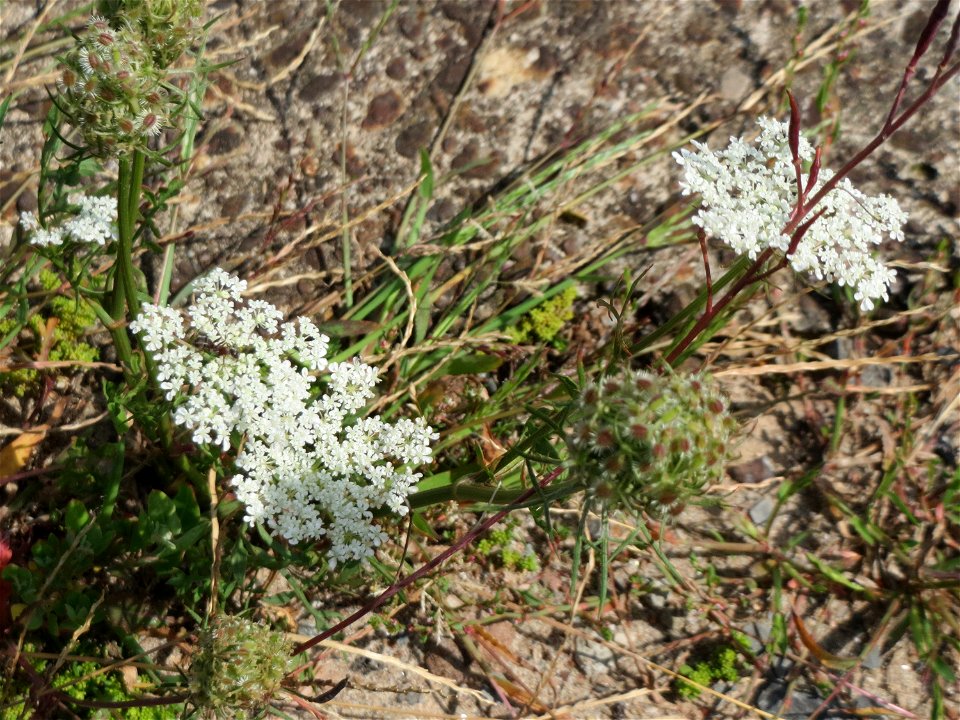 Wilde Möhre (Daucus carota) am Bahnhof Schwetzingen