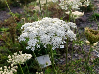 Wilde Möhre (Daucus carota) am Bahnhof Landstuhl