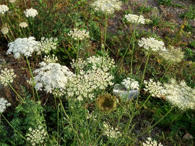 Wilde Möhre (Daucus carota) am Bahnhof Landstuhl
