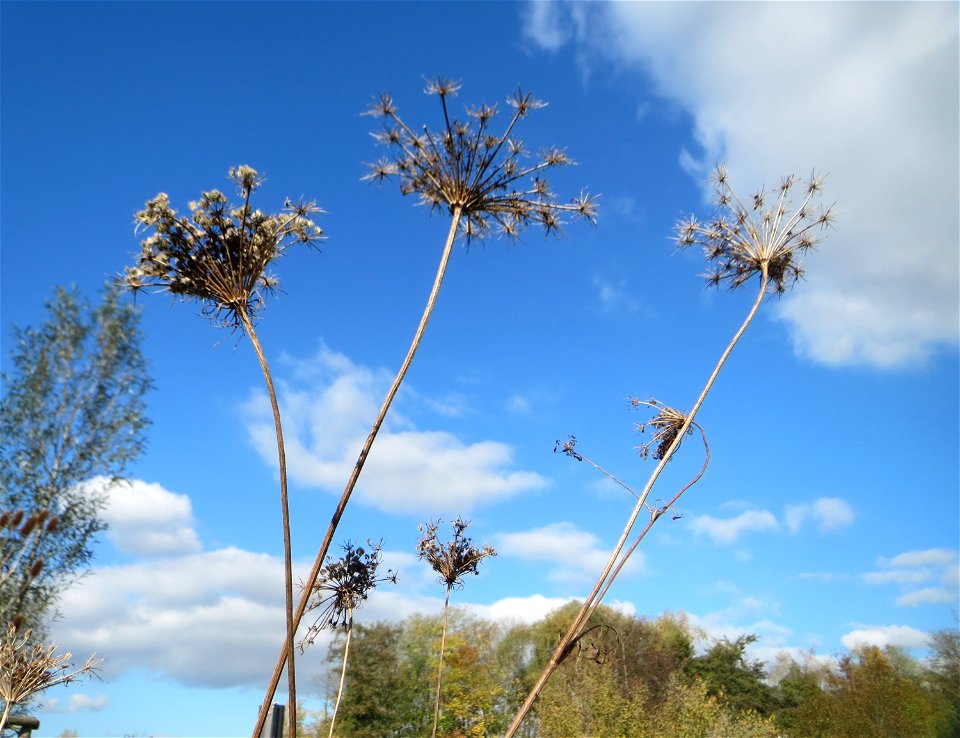 Wilde Möhre (Daucus carota) am Osthafen Saarbrücken